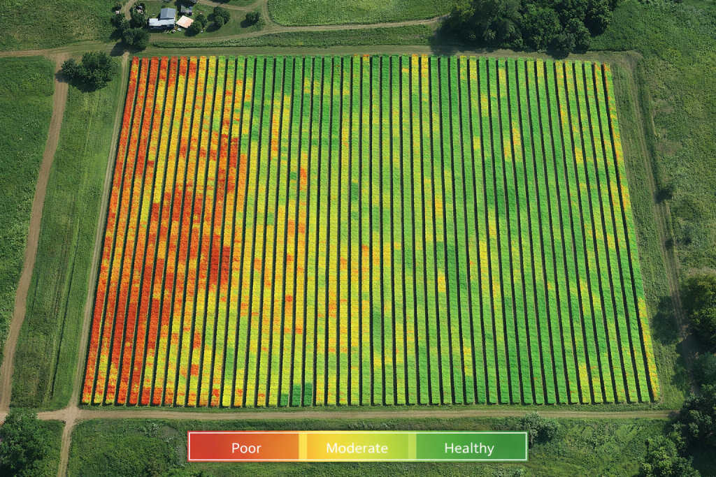 Satellite NDVI map showing blueberry crop health variation